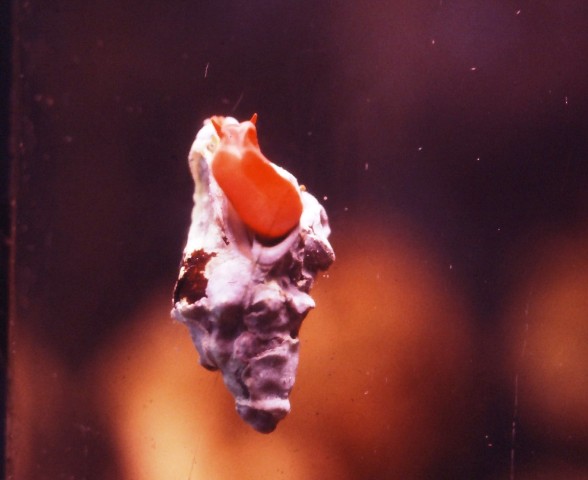 Cymatium parthenopeum